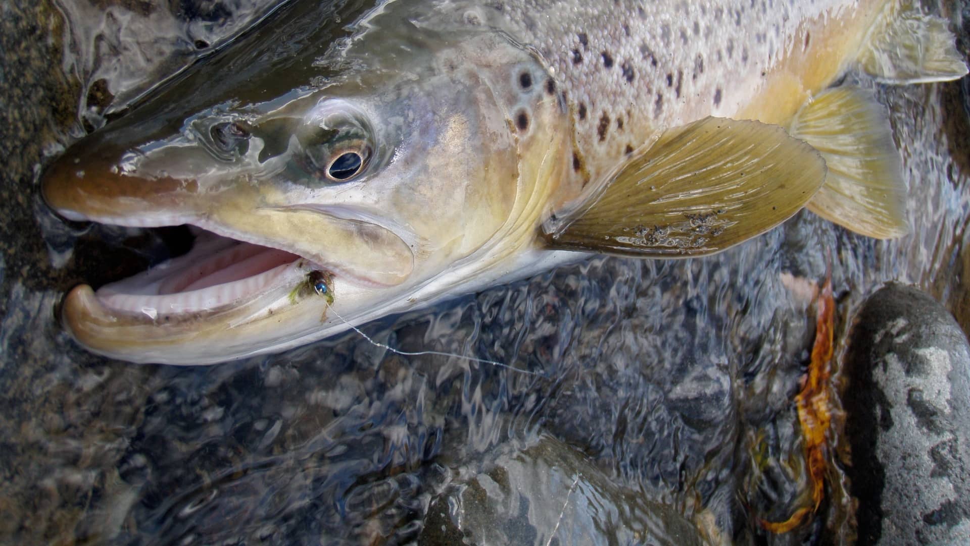 Taupo Fly Fishing Report