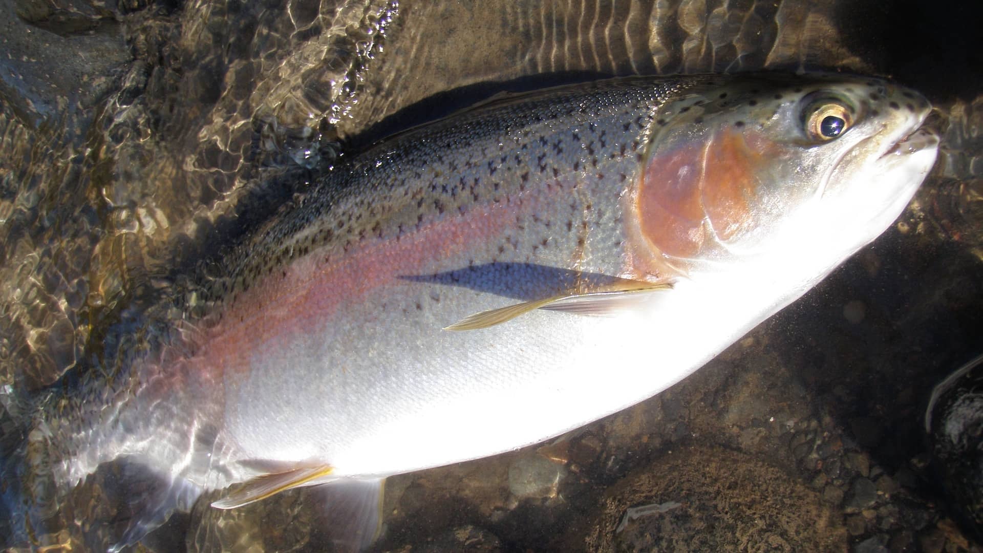 Tongariro Fly Fishing Report